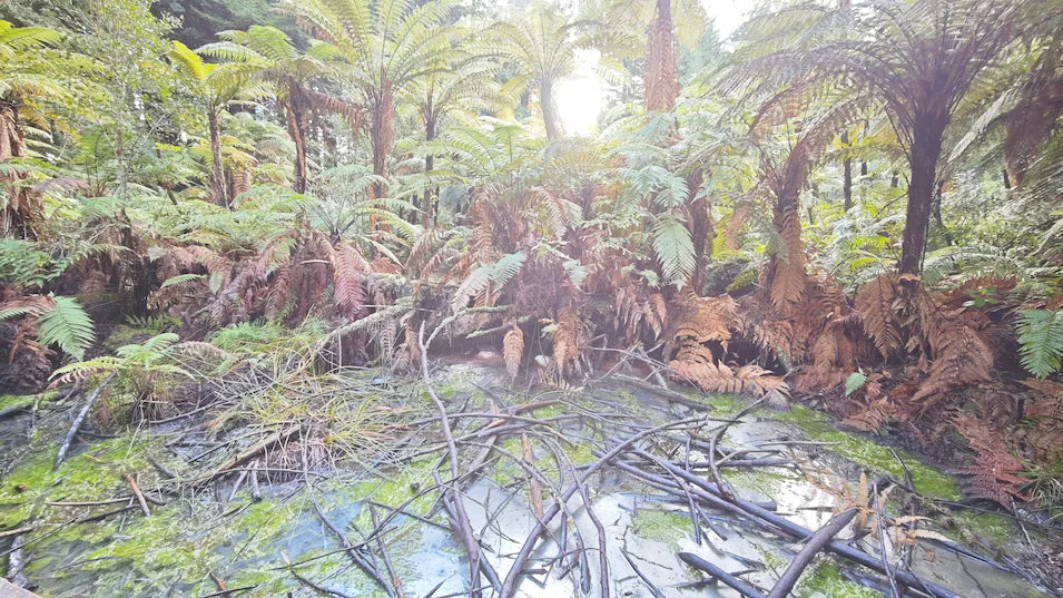 Sunlight filtering through towering New Zealand tree ferns onto a forest floor strewn with branches and undergrowth.